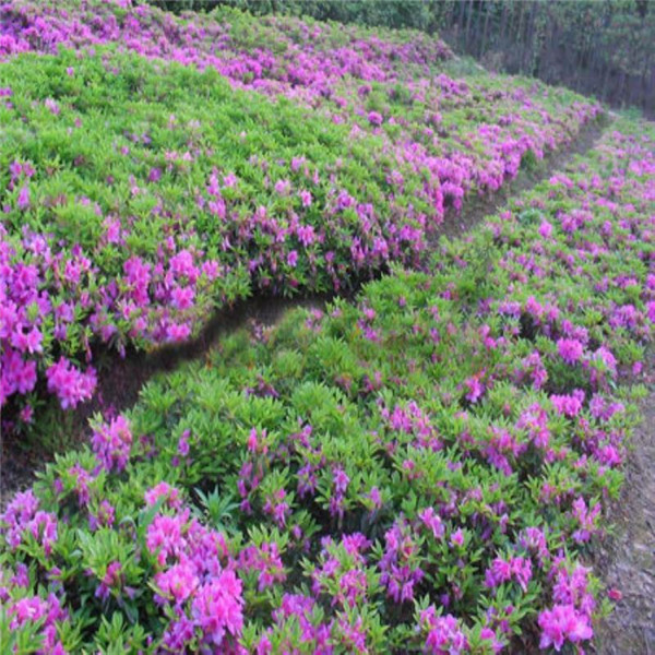 春鵑圖片 春鵑圖片