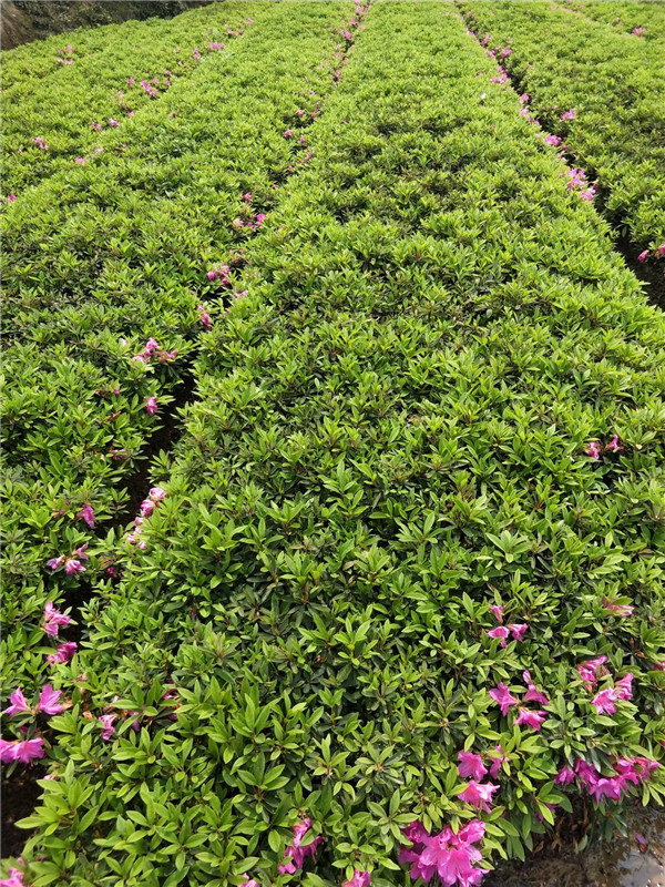 春鵑圖片 春鵑圖片