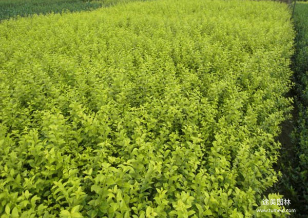 金葉女貞圖片 金葉女貞圖片