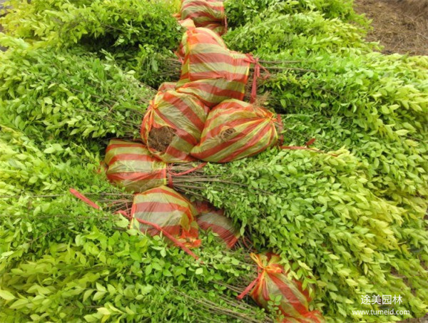 金葉女貞圖片 金葉女貞圖片