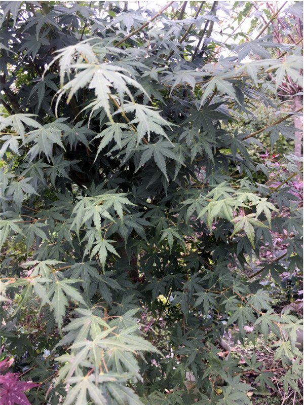 雞爪槭圖片 雞爪槭圖片