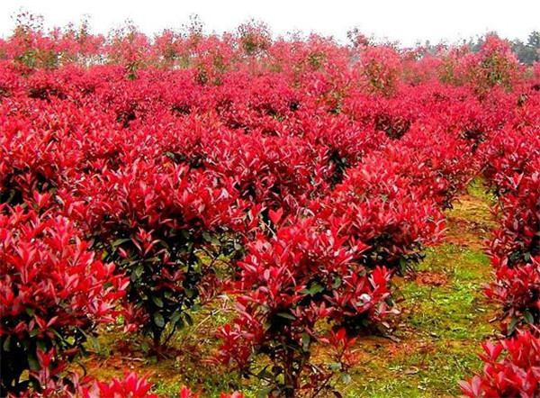 石楠圖片 石楠圖片