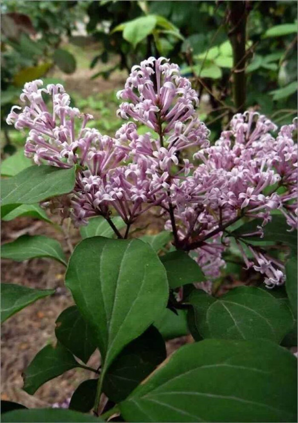 小葉丁香圖片 小葉丁香圖片