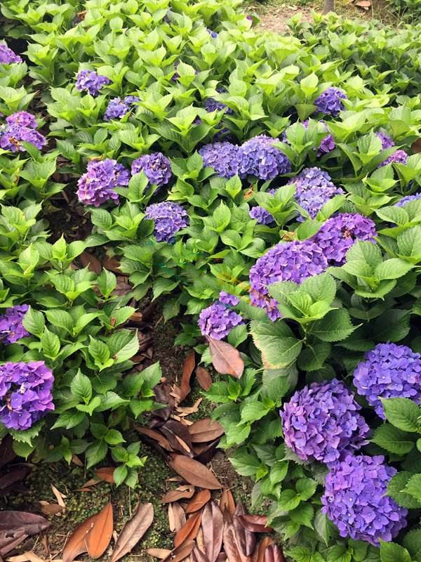 八仙花圖片 八仙花圖片