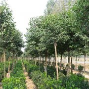 大葉女貞 大葉女貞