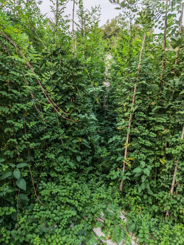 凌霄花圖片 凌霄花圖片