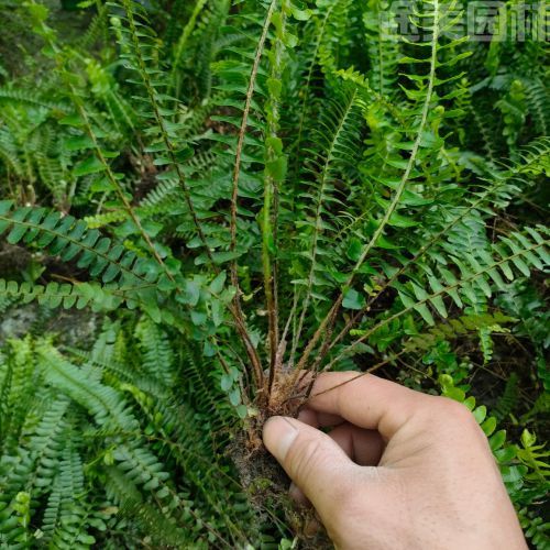 腎蕨圖片