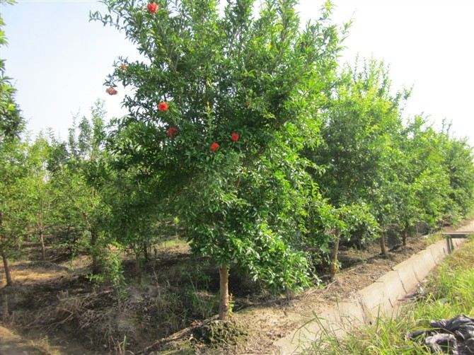 叢生花石榴價(jià)格哪里低？哪里便宜？