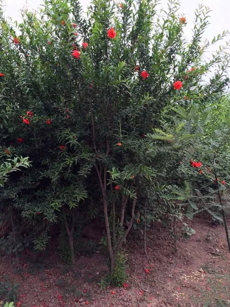 叢生花石榴價(jià)格哪里低？哪里便宜？