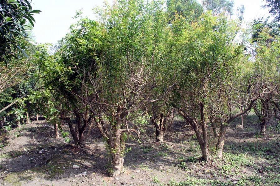 叢生花石榴價(jià)格哪里低？哪里便宜？