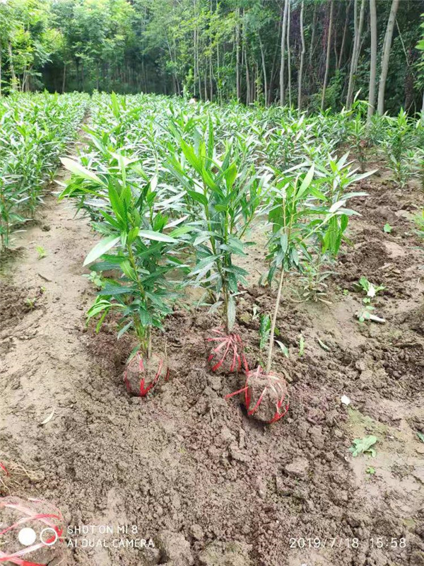 小區里的灌木圖片