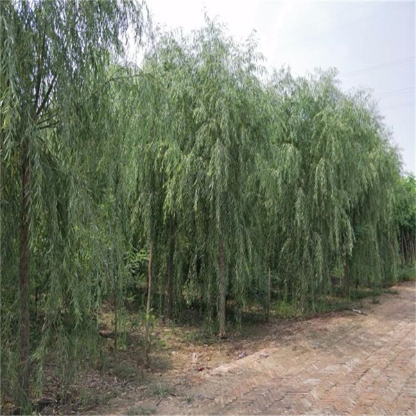 退耕還林征地補(bǔ)償財政部已撥款72977萬元