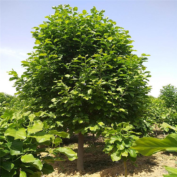 二喬玉蘭 二喬玉蘭