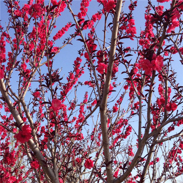 紅葉碧桃 紅葉碧桃