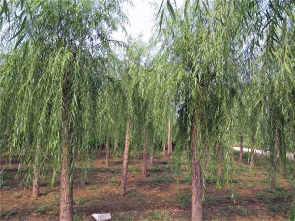 柳樹圖片基地實(shí)拍圖