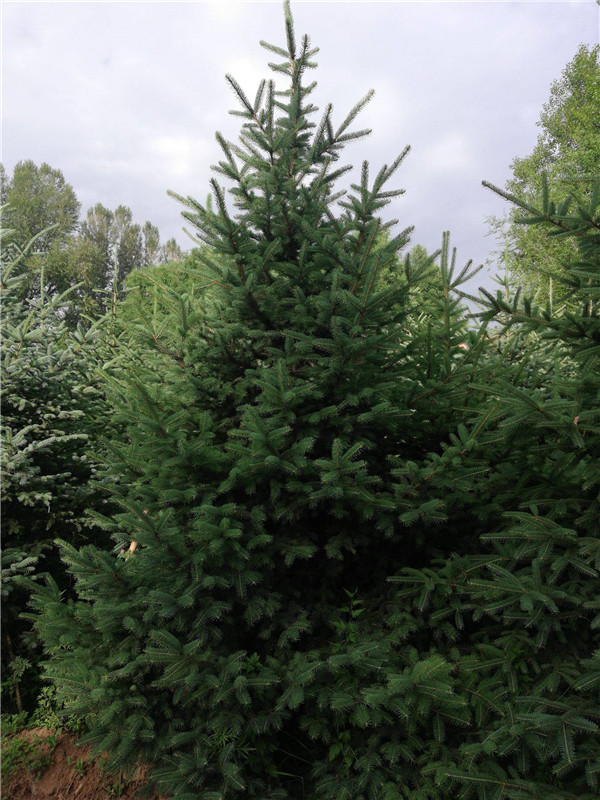 青海云杉 青海云杉