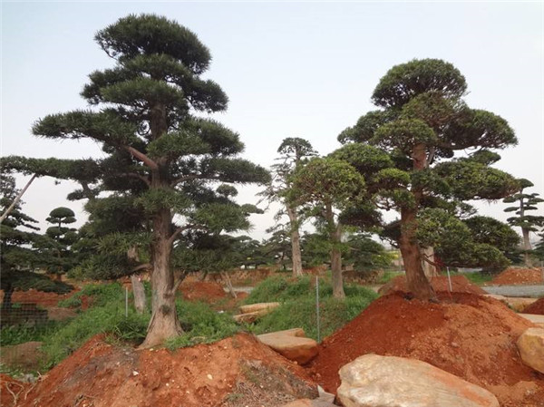 五針松 五針松