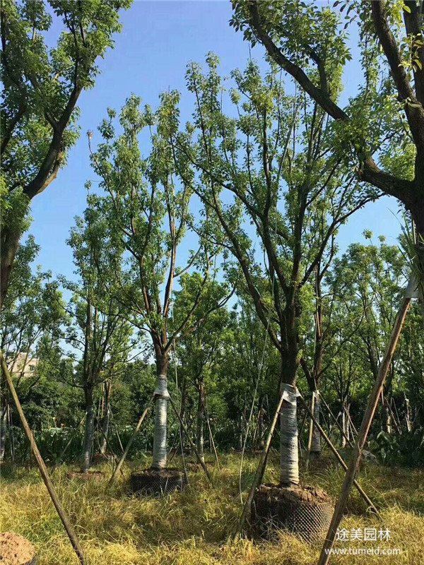 香樟樹屬于灌木嗎？