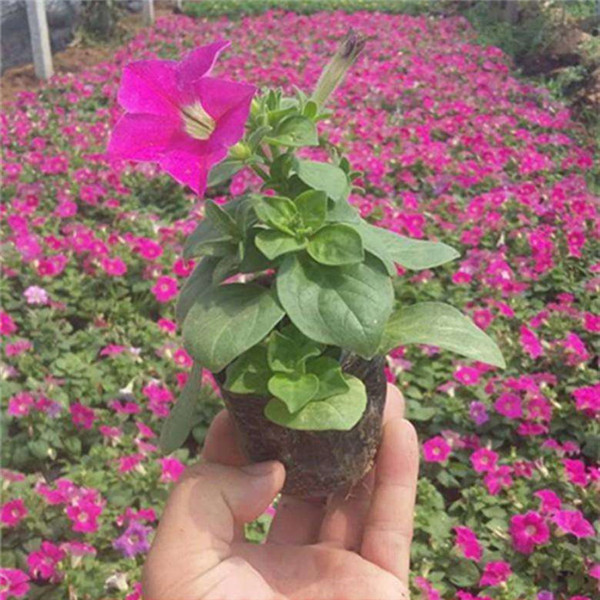 矮牽牛圖片 矮牽牛圖片