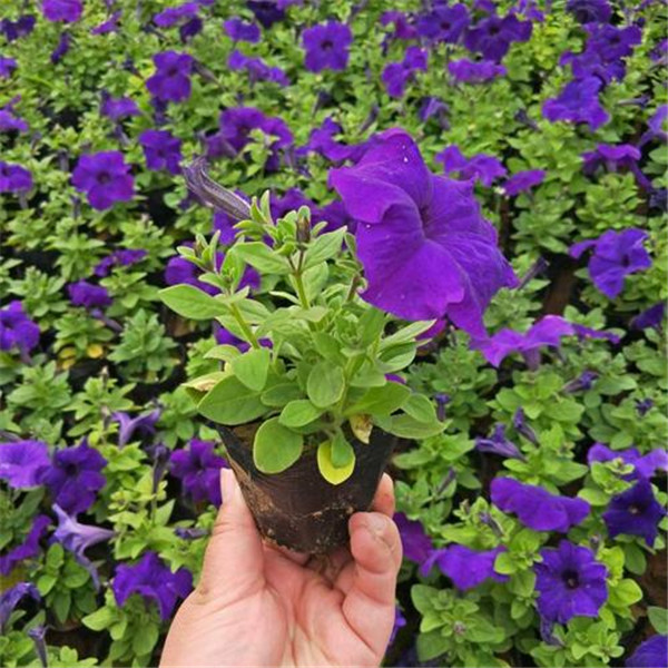 矮牽牛圖片 矮牽牛圖片