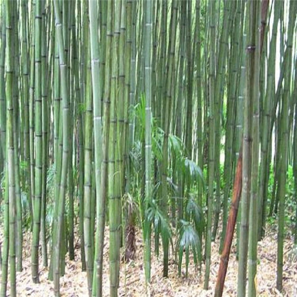  如何養(yǎng)好棕竹？ 1.澆水 棕竹的耐澇性挺不錯的，只要不是直接種植在水中，一些少量積水并不會影響棕竹生長，反而棕竹喜歡濕潤一些，平時就要保持棕竹周圍的空氣濕潤一些，棕竹的竹竿在水分充足的地方，能夠更翠綠一些。   2.施肥 在培育棕竹幼苗的時候，可以施加氮肥來增加棕竹點生長速度，一般每一個月左右施加一次，在施肥點時候建議和澆水一起澆灌施加，棕竹一般在培育的時候，都是叢生姿態(tài)，好幾棵的竹根生長在一起，普通施肥方法可能會造成生長不均勻。   3.溫度 棕竹對溫度的適應能力很強，不怕寒冷不怕炎熱，棕竹因為其竹類竹竿的特性，在三十幾度或者零下十幾度的溫度下，被凍傷的幾率非常小，移栽的棕竹存活率也很高的，現在很多地區(qū)也都挺喜歡永棕竹綠化種植觀賞。